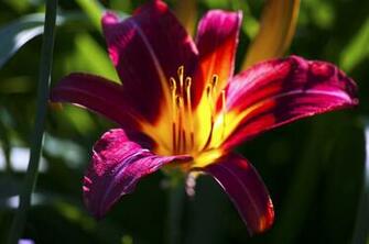 Tiger Lily Wallpaper