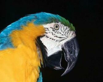 Blue And Yellow Macaw HD Wallpaper