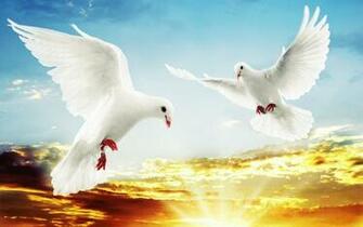 White Doves Flying Good Morning Image New Style HD
