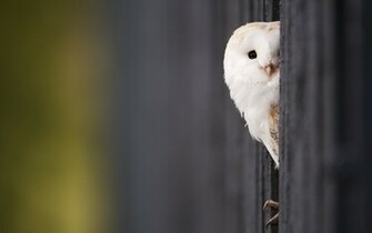 Cute Owl Wallpaper