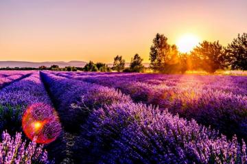 Best Lavender Field Pictures HD Image