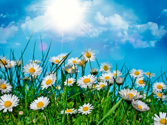 Frustration And Despair Summer Field Wallpaper Cloning Neanderthals