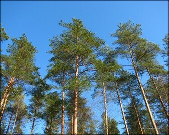 Wallpaper Pine Trees Background