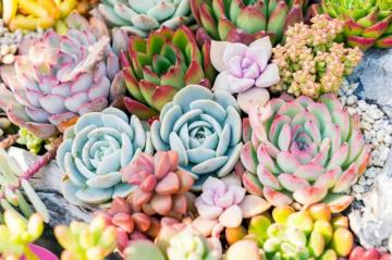 Interesting Facts About Succulents Sublime