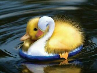 Duck Duckling How Cute That Animals Ducks Wallpaper