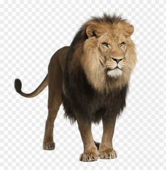 Unsurpassed Lions Photo Lion Png Image Stock