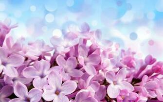 This Flower Wallpaper Can Be Ed As A