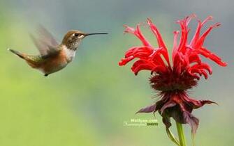 Hummingbirds Wallpaper