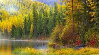 Autumn Forest Wallpaper Desktop Background