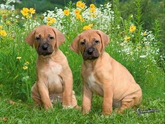 Rhodesian Ridgeback Wallpaper