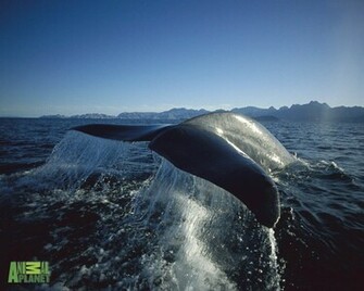 Blue Whale Wallpaper Big Myspace Background