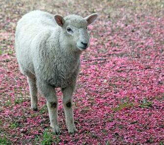 Walking Across A Pink Petal Carpet I Couldn T Stop Thinking About It