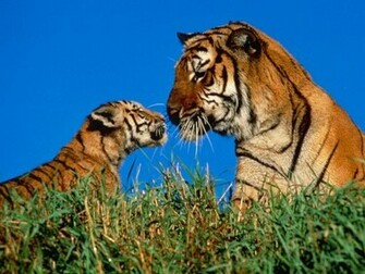 Tiger Screensaver Screensavers