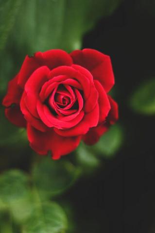 Red Flower Pictures Image