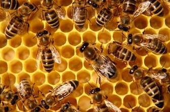 National Honey Bee Day Was August Did You Celebrate