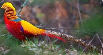 Golden Pheasant Wallpaper Animal Hq