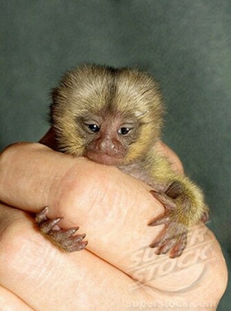 Finger Monkeys Jpg