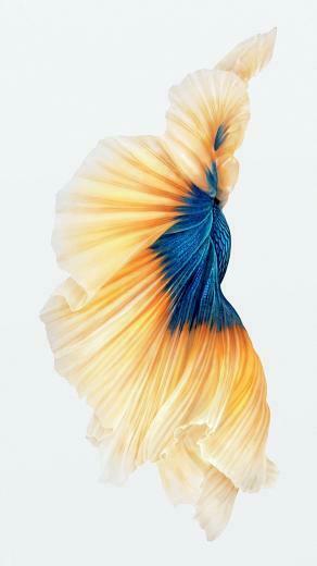 iPhone 6s Plus