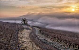 Wallpaper France Brouillard Brume Alsace Region Vignes