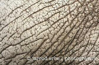 Elephant Skin Jarrod Erbe