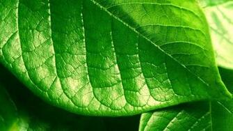 Green Leaf Wallpaper