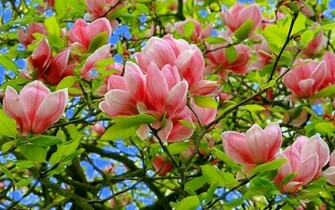 Fond Ecran Nature Fleur Printemps Magnolia Wallpaper HD