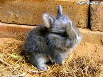 Baby Farm Animals Wallpaper Thumper