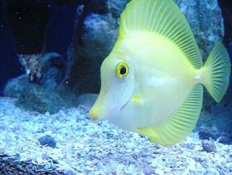 Top Beautiful Fish Photos Colorful Image Hq Wallpaper