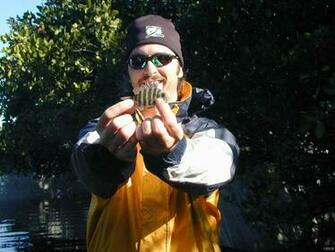 Juvenile Sheepshead