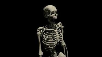 3d Skeleton Wallpaper HD Wallaper