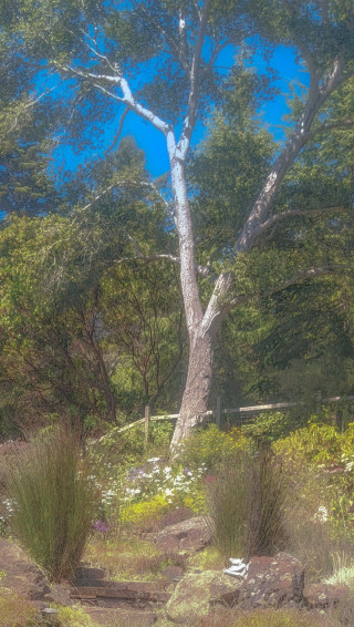 Cottagecore Phone Wallpaper