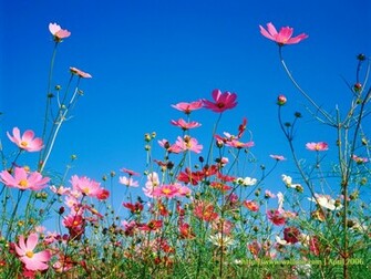 Wallpaper For Desktop Background Spring