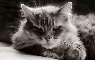Kitty Cat Desktop Wallpaper Pre Wallcaper Net