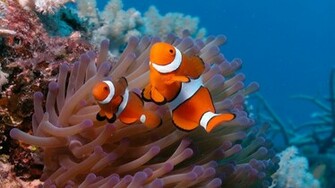 Sfondo Desktop Pesce Pagliaccio Clown Fish HD Wallpaper