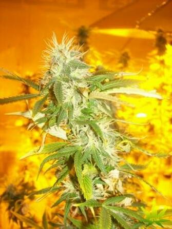 Wallpaper Weed Plant