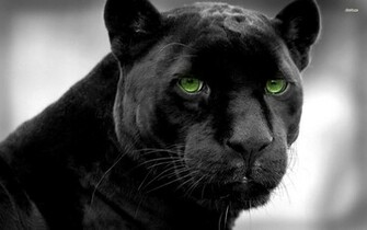 Big Cats Panthers Black And Wallpaper