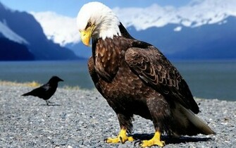 Wallpaper Eagles Birds Bird Image