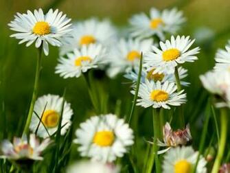 Spring Desktop Pc And Mac Wallpaper