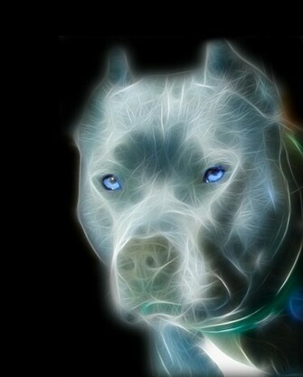 Pitbull Wallpaper Of More Pictures