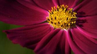 Flowers Macro HD Wallpaper