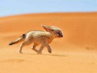 Baby Fox In Desert Photos HD Wallpaper Image Pictures