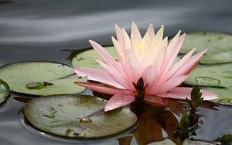 Flowers For Flower Lovers Water Lilly