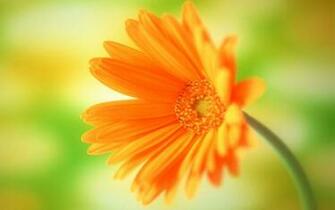 Single Flower Wallpaper