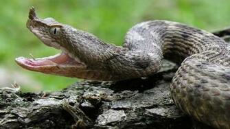 European Horned Viper Snake HD Wallpaper Wallpaper13