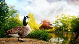 Canadian Goose By The Lake Wallpaper