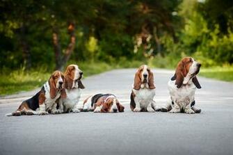 Basset Hound Wallpaper