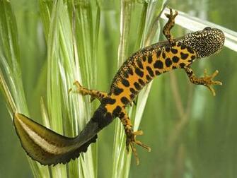 Amphibians HD Wallpaper Background Image