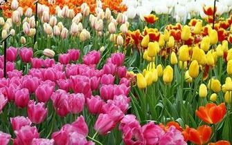 Tulip Garden Wallpaper Dutch Tulips Photos Holand