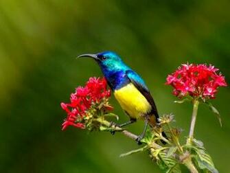 Bird Flower Wallpaper Rose Pictures
