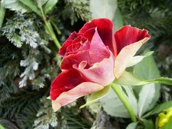 Red Rose Flower Screensavers For iPhone Flowers Pictures Roses